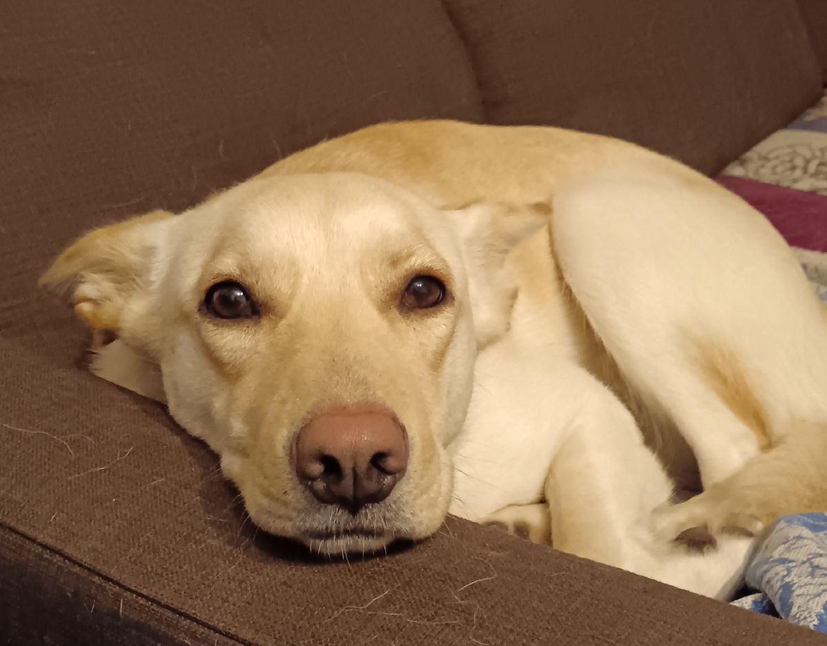 Луна живет у нас в доме и много раз приносила клещей