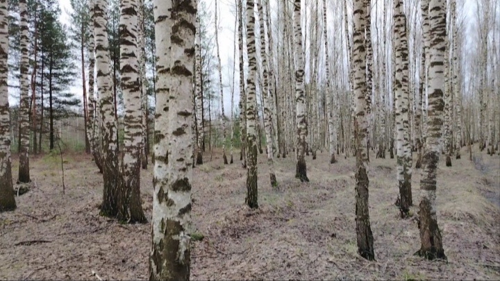 Берёзовая роща
