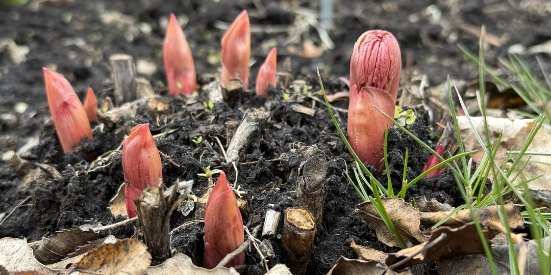 Как подкармливать пионы весной, чем и нужно ли вообще