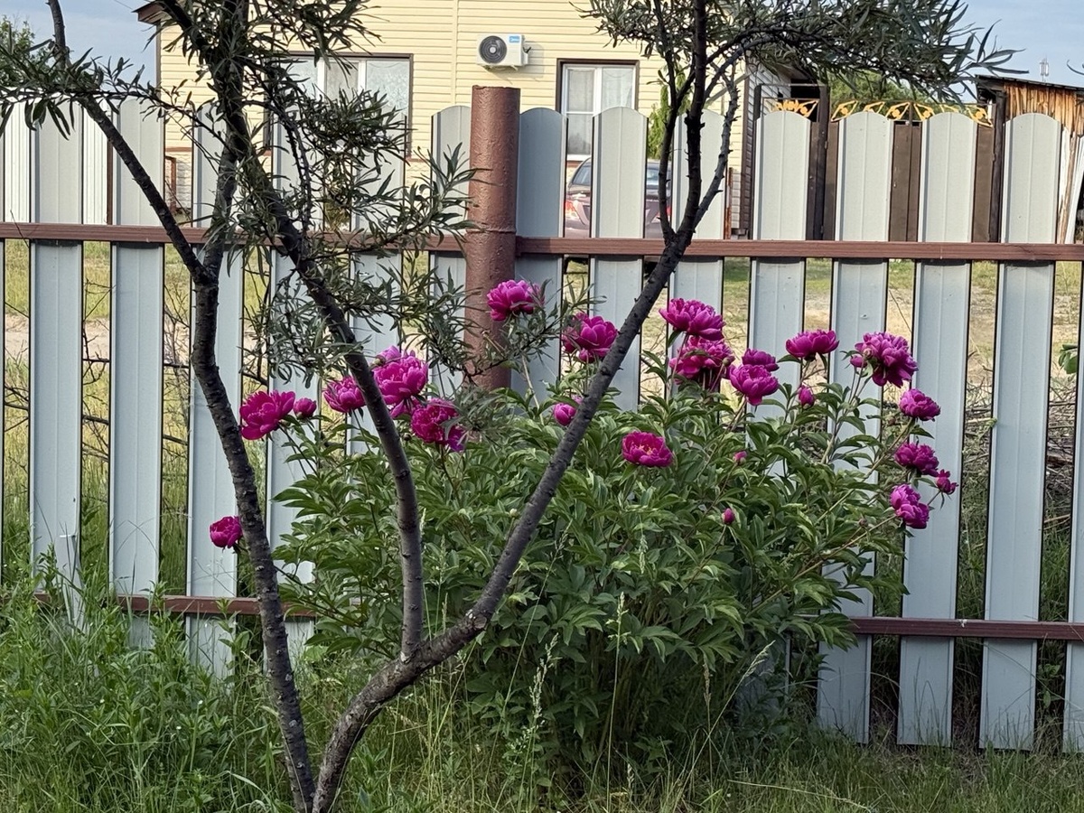 Пион без ухода от слова «совсем»