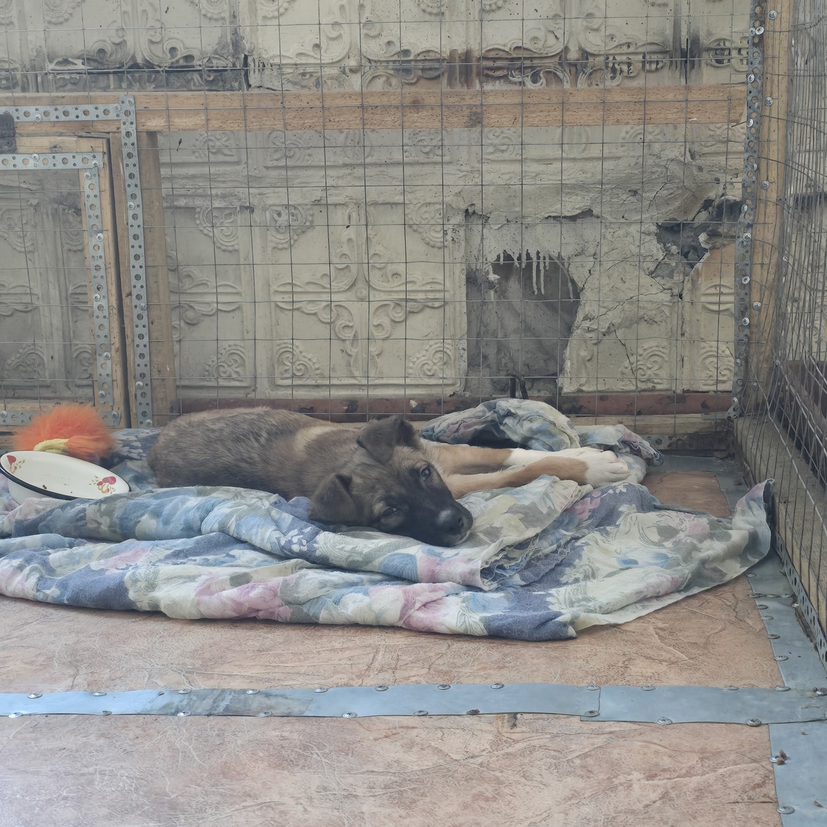 Решётка, тряпки, безнадёжность — их дом сегодня