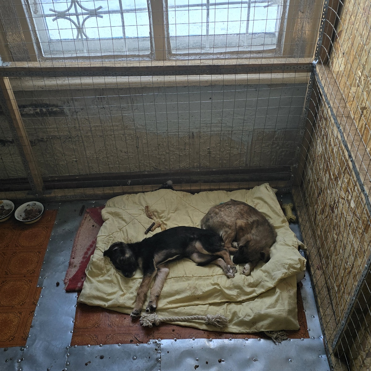 Рубби и Берта — две жизни на жёлтой тряпке