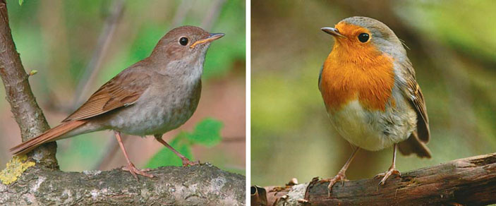 Источник: elementy.ru