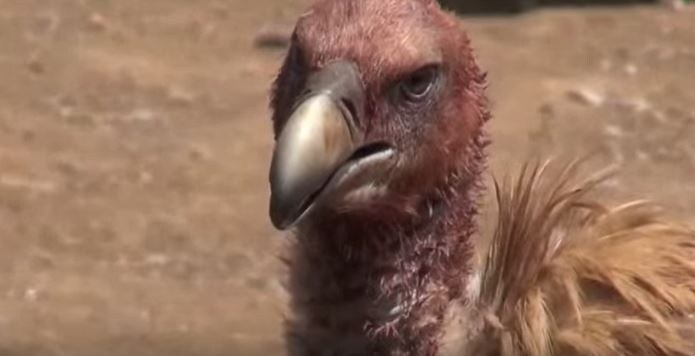 Чем быстрее съедят, тем лучше для души: что такое небесные похороны