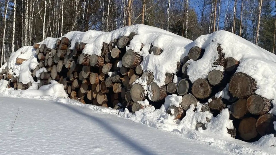 В Красноярском крае выявили крупную контрабанду леса