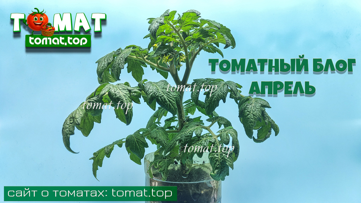 Рассада. События. Сорта. Томат, который очень хочет жить. Интересное. Томатный блог. Апрель