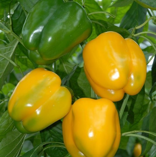 3 роковые ошибки с перцами в теплице, из-за которых вы теряете половину урожая