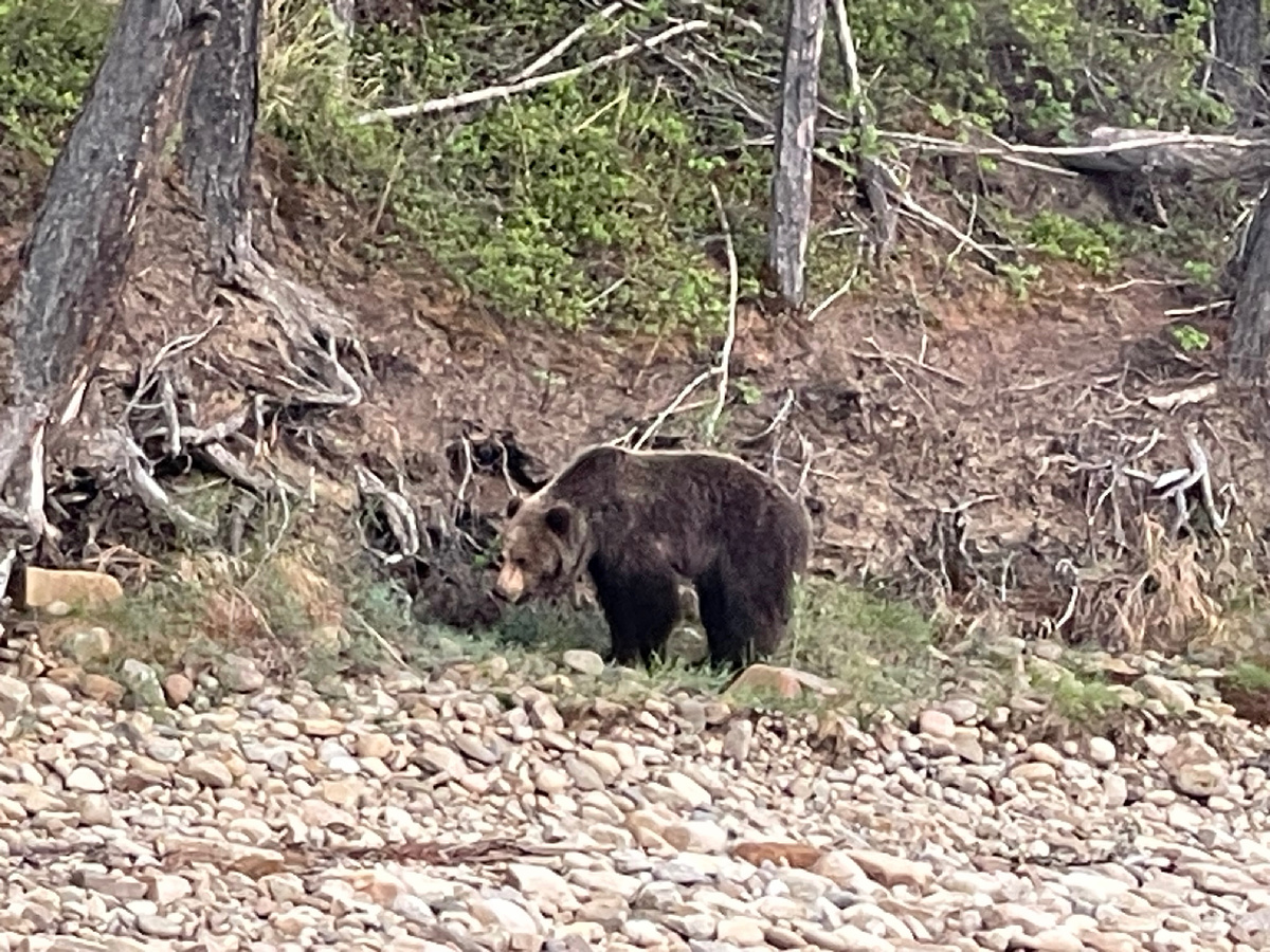 до медведя 20 метров. Мотор лотки работает