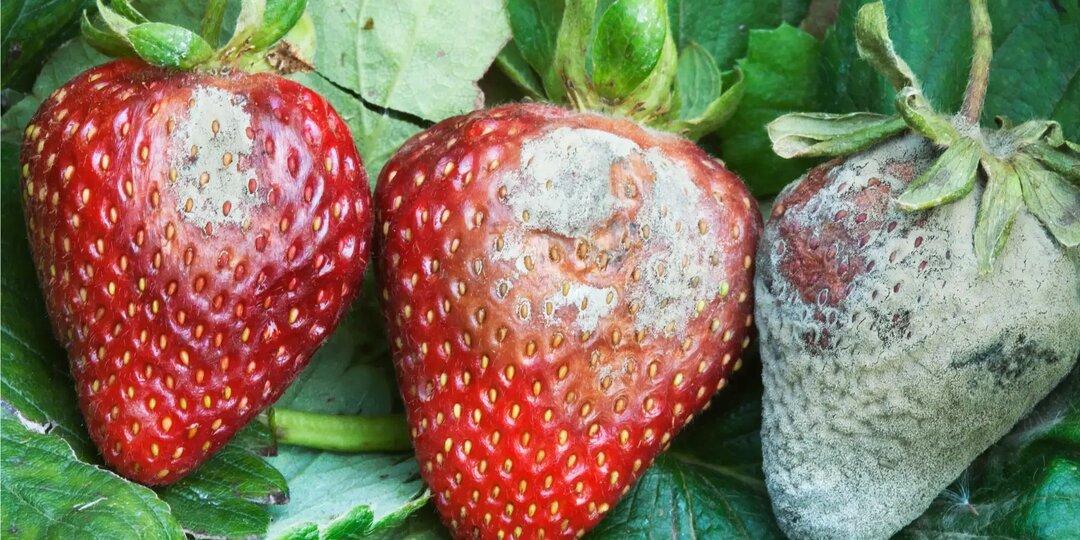 Как предотвратить плодовую гниль клубники, обработки в конце апреля