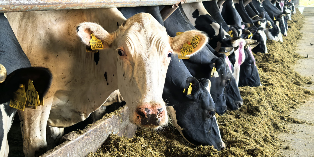 Снижение поедаемости корма у коров при наличии рациона на столе