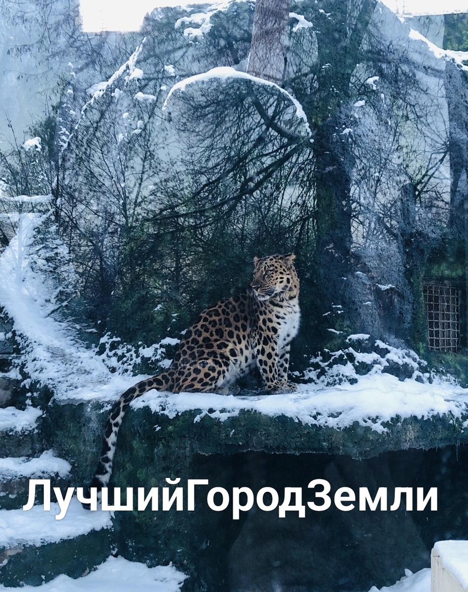 Это дальневосточный леопард Мизер собственной персоной ) позировал нам в Московском зоопарке (фото автора) 