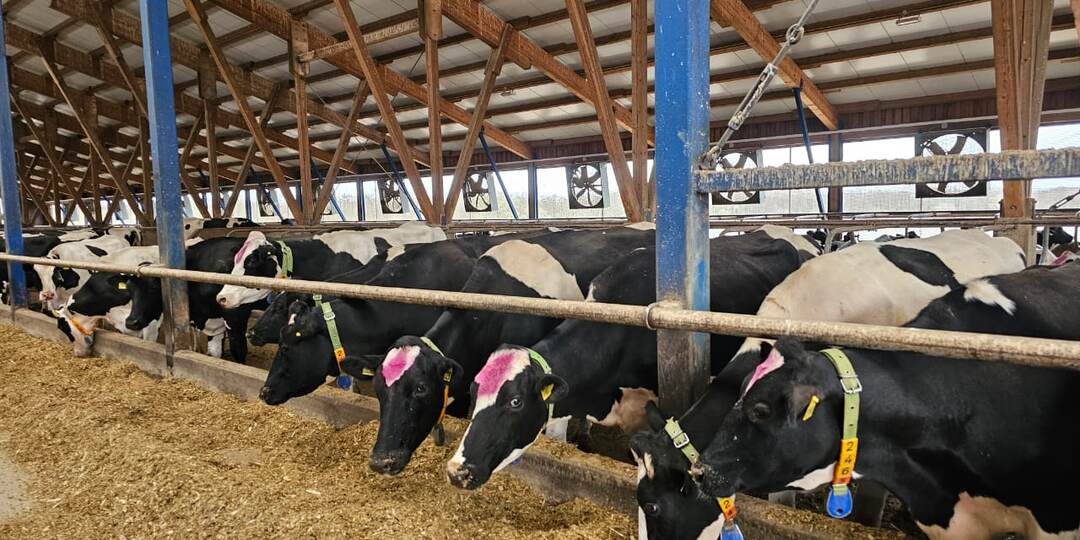 Одна группа — разные надои: почему коровы на одном рационе дают разный результат