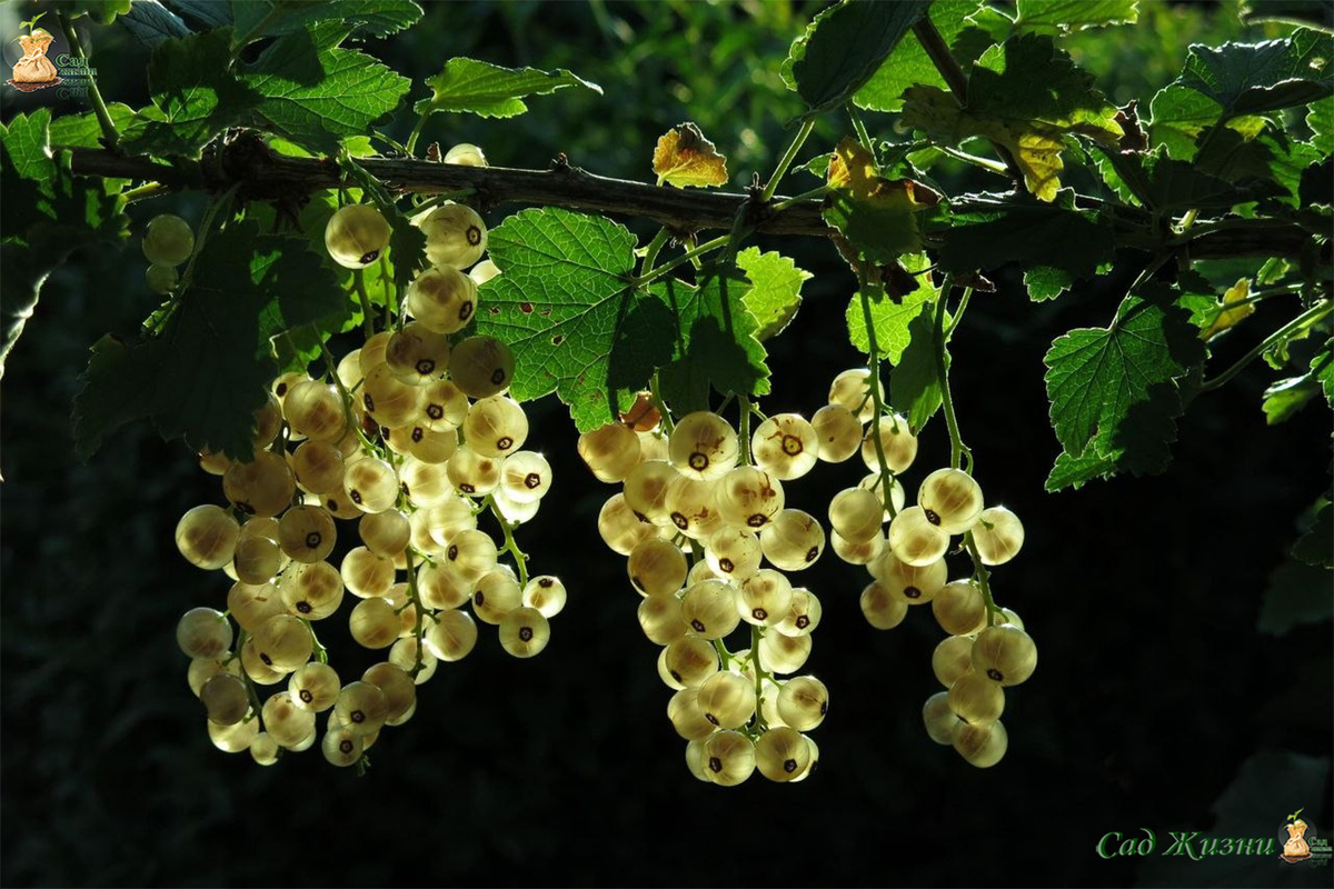 Смородина начинает плодоносить раньше большинства деревьев — и это меняет всё