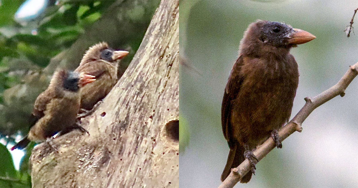 Andreas Boe & Irene / Wikipedia