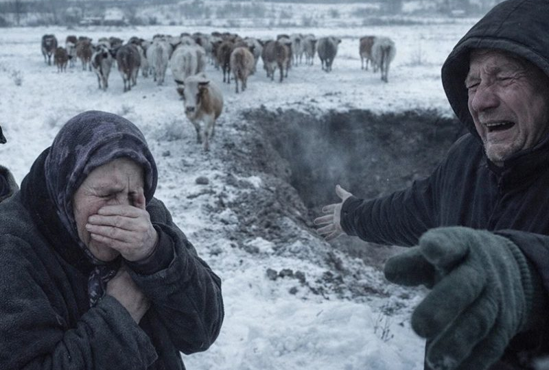 🐄 «Коровьегейт» по-сибирски: почему Шинделова уволили, а Светлану Панину пытаются засудить.