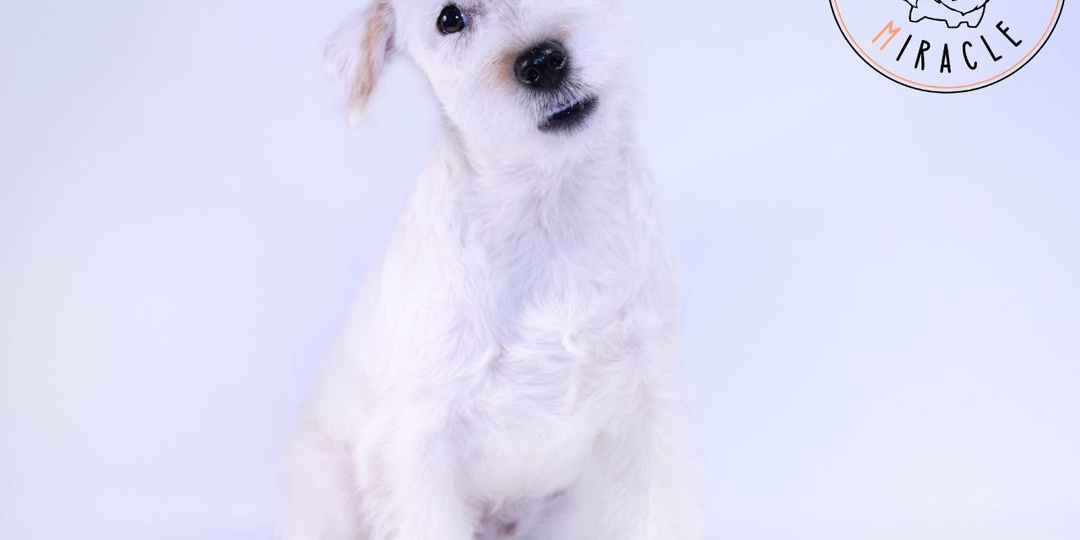 ⚡Энергичный Джек Рассел Лили пришла к нам на тримминг — и вот результат