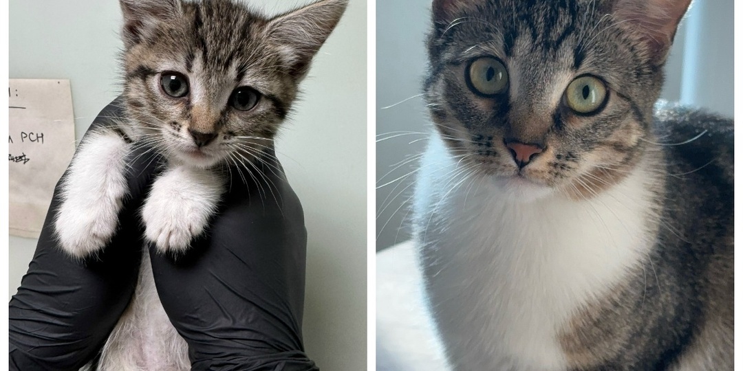 До и после: о чём мечтают котики