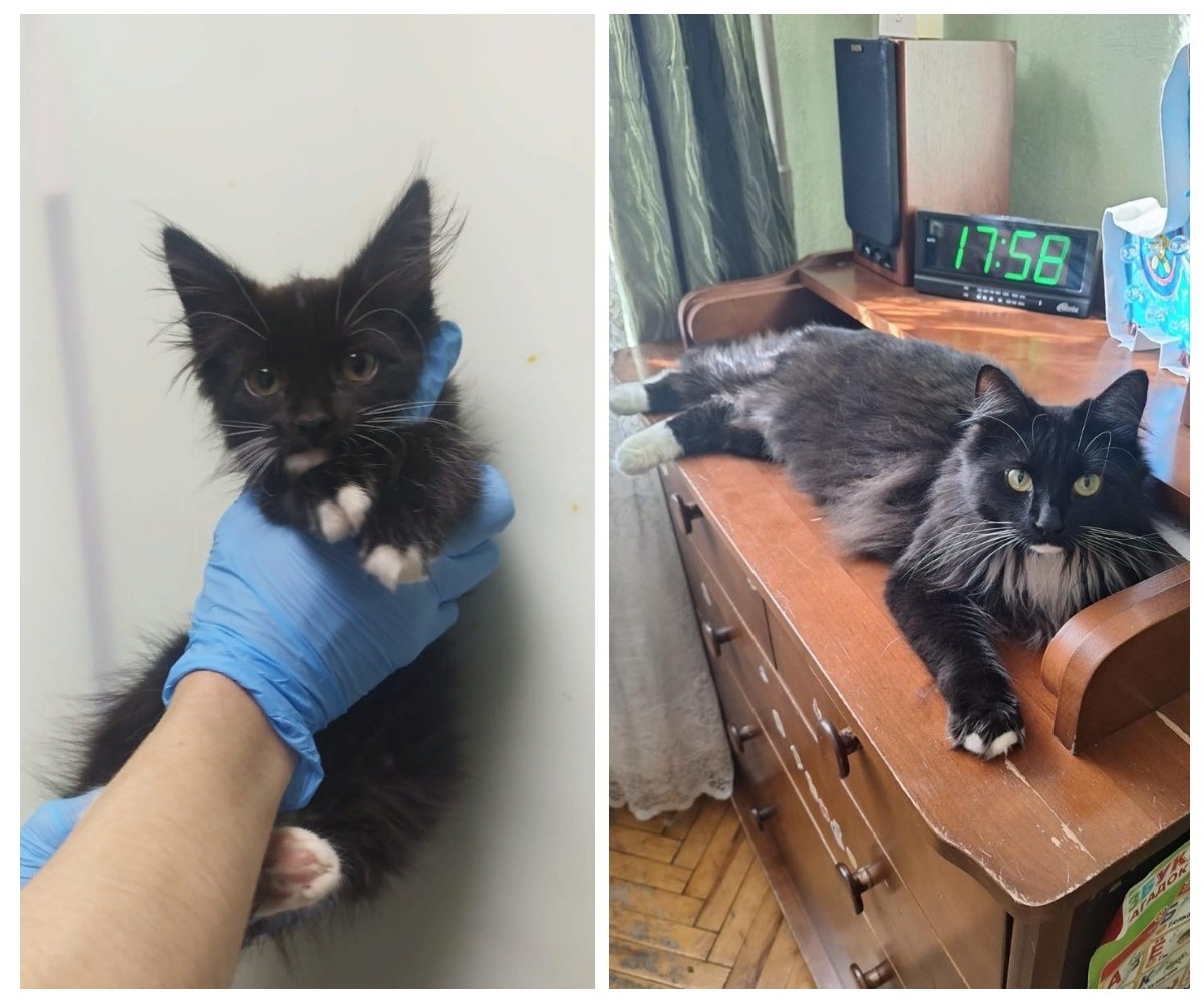 Торпедка – выпускница приюта.