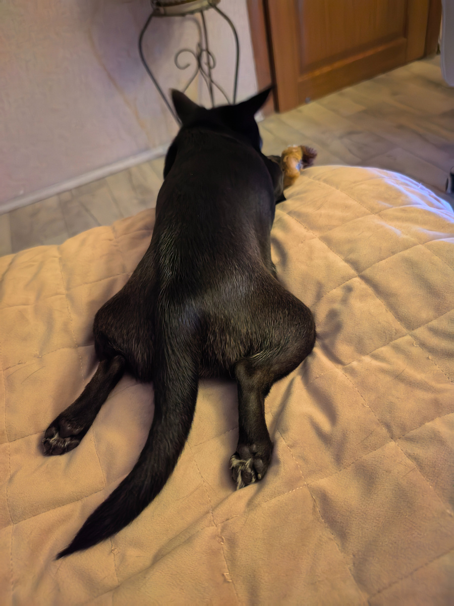 Дейзи уже отдыхает♥️