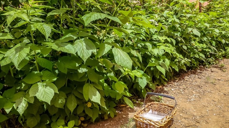 Весной малинник выглядит одинаково — и здоровый, и нет. Разница проявится позже