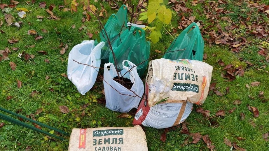 Весной малинник выглядит одинаково — и здоровый, и нет. Разница проявится позже