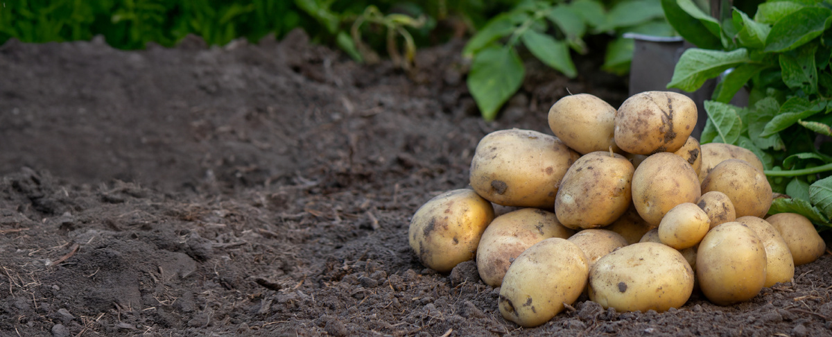 Фото: Shutterstock