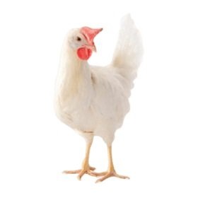 куранесушка.рф