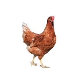 куранесушка.рф