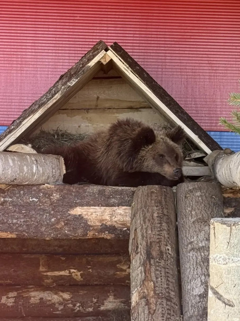    Карельский зоопарк / VK