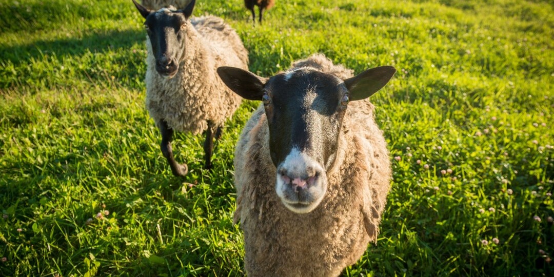 Лучшие породы овец для разведения