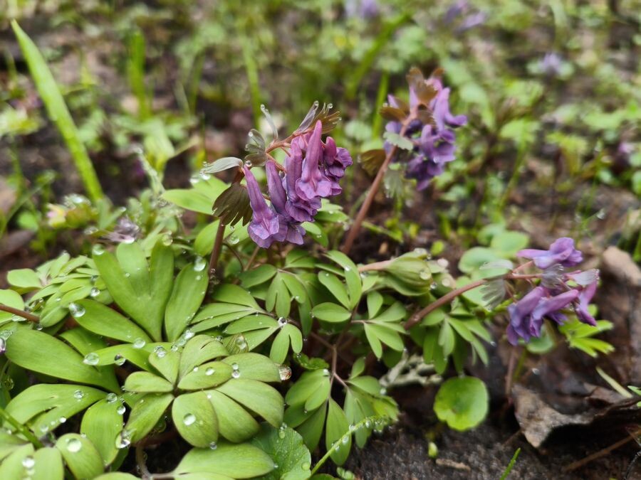 Хохлатка плотная