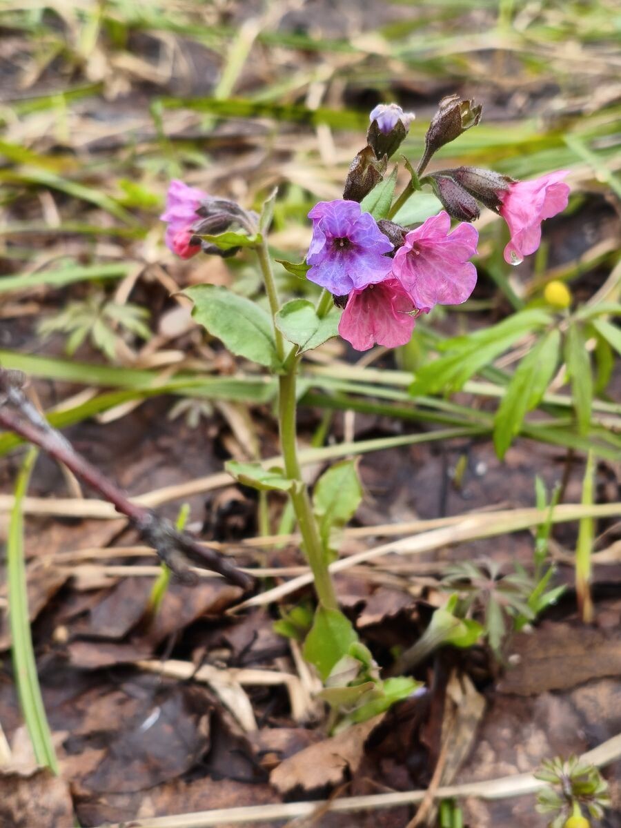 Медуница неясная