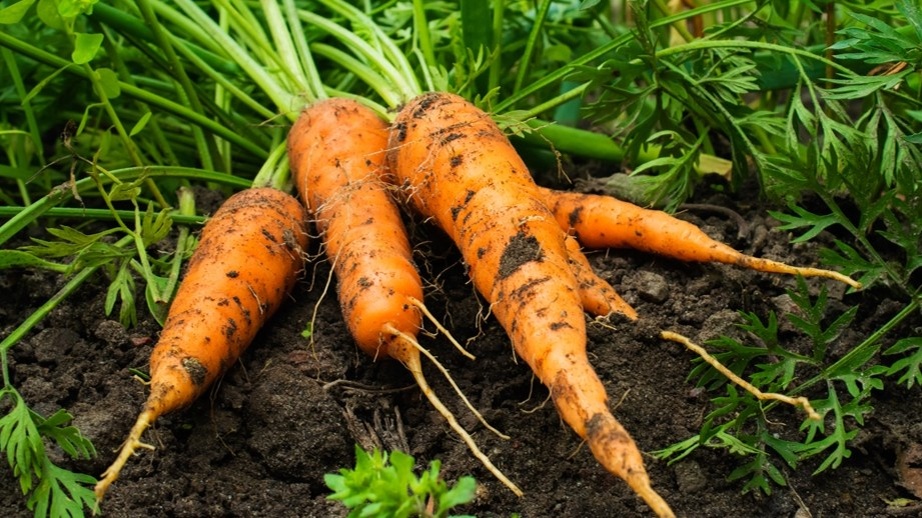 Вот так выглядит морковь, которую муха не тронула. Добиться этого несложно, если знать, в чём её слабое место.