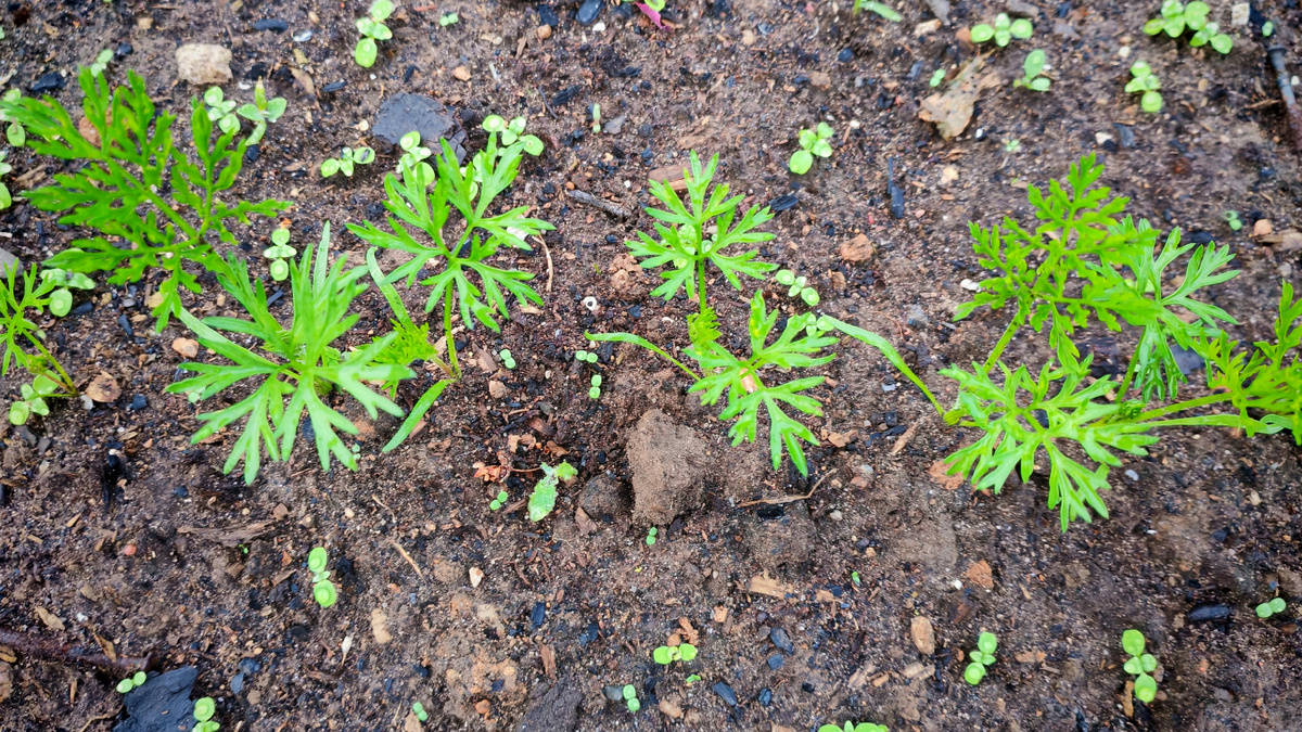 Посев в начале июня: всходы появляются уже после первого лёта мухи, и муха просто не находит нужный запах в нужное время.