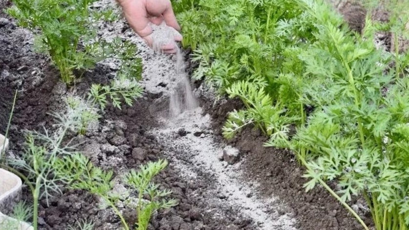 Морковная муха: 4 способа защиты, которые я проверил за много лет на своей грядке