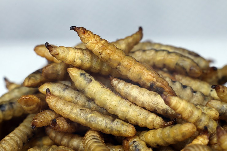 Черная львинка в кормах для животных: польза и применение