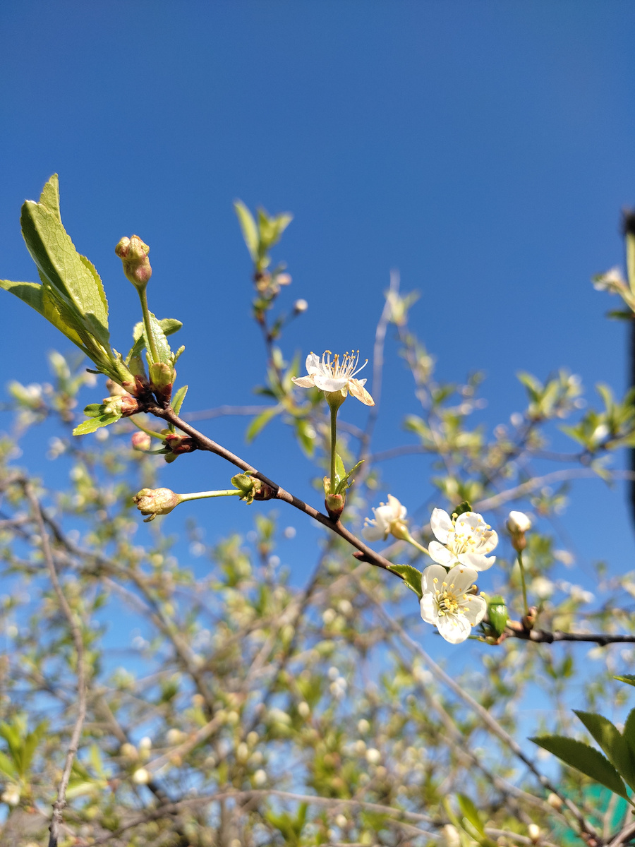 Люблю фотографировать весну