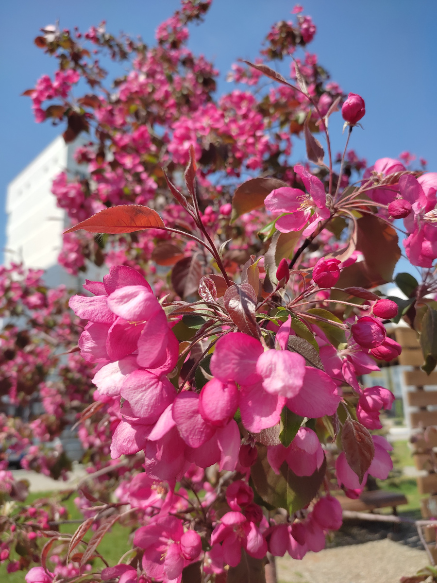 Люблю фотографировать весну