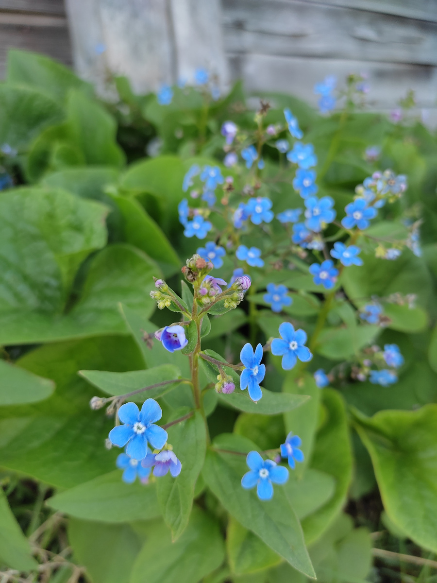 Люблю фотографировать весну