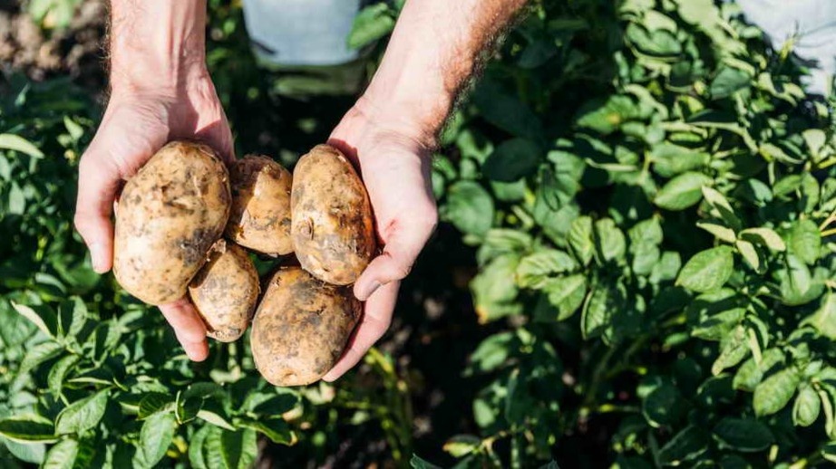 Посадил на неделю раньше срока — и потерял треть урожая. Теперь смотрю не на календарь, а на землю