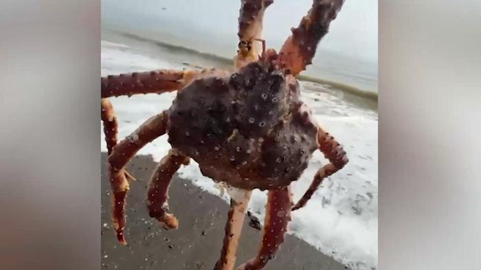 Обложка © Telegram / Amur Mash