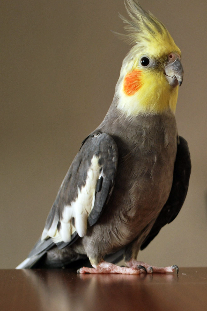 https://commons.wikimedia.org/wiki/File:Cockatiel_max.png
