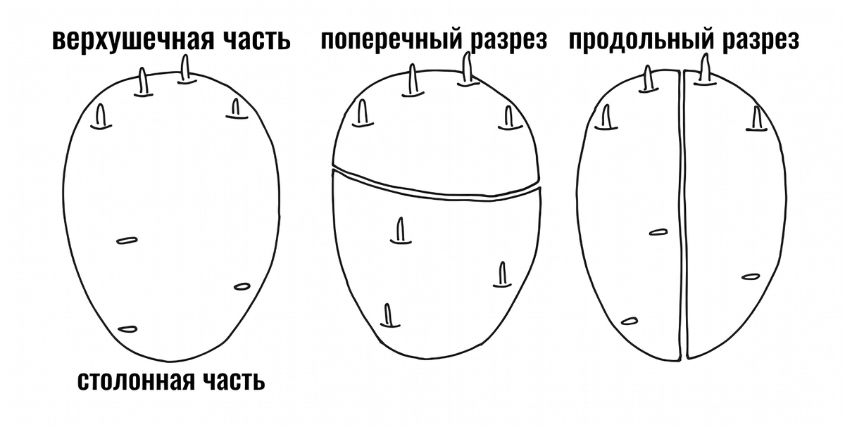 Кольцевой надрез на клубне для посадки
