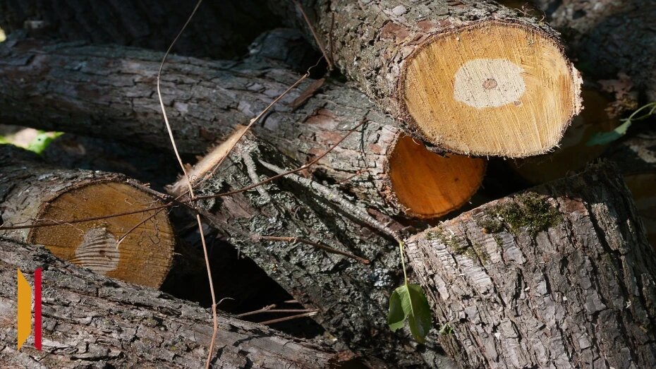 В Воронежской области нелегальные лесорубы спилили 32 вековых дуба на территории памятника природы