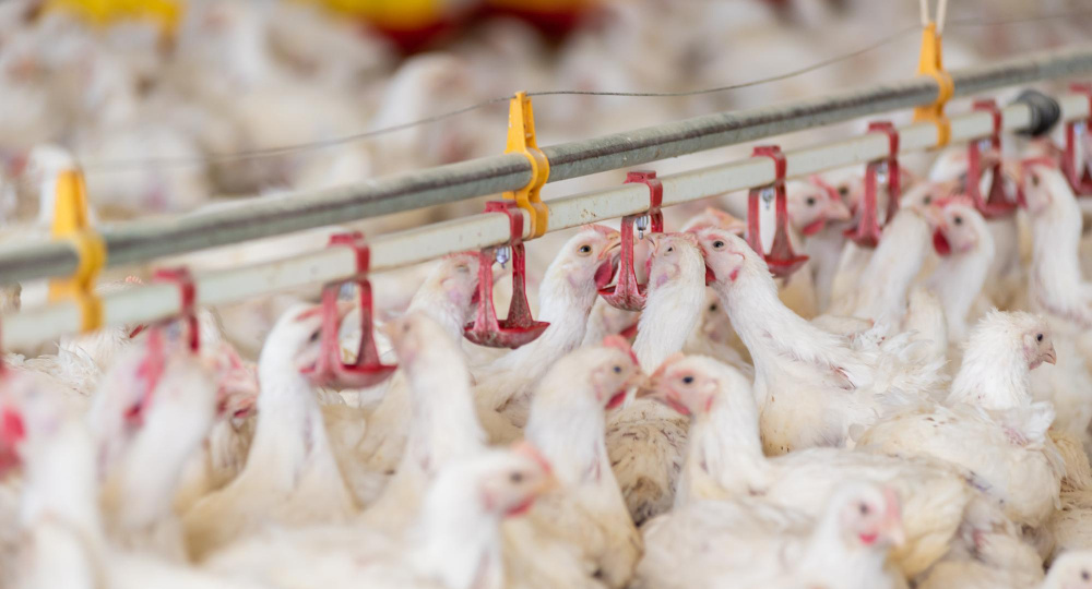 Личный опыт: как защитить птичье стадо от кокцидиоза