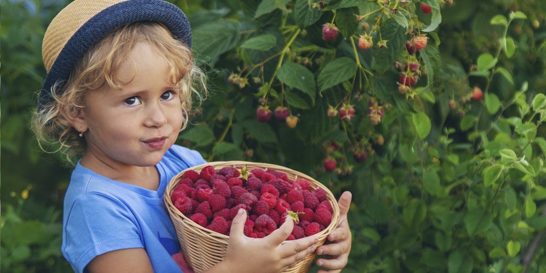 Чем подкормить малину весной, чтобы кусты хорошо тронулись в рост