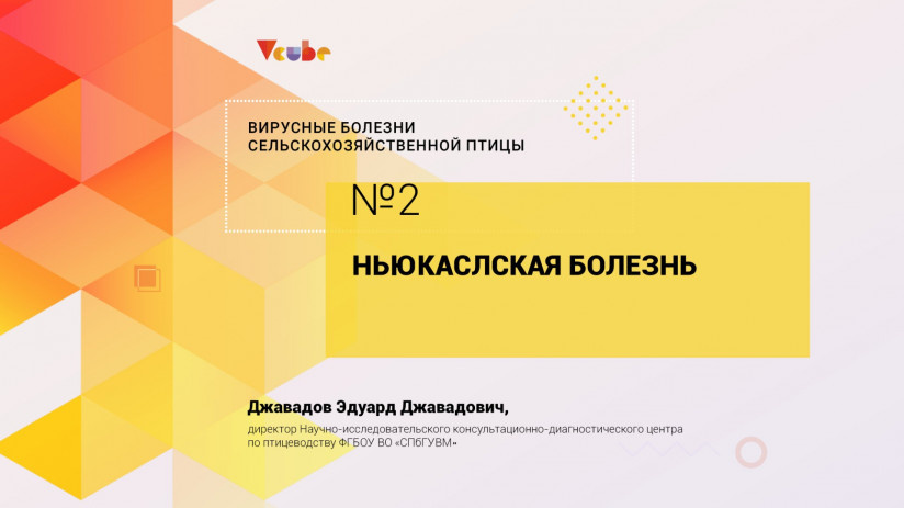 Эдуард Джавадов: Ньюкаслская болезнь