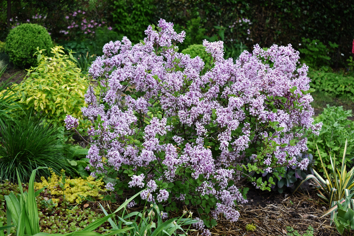 Сирень Мейера