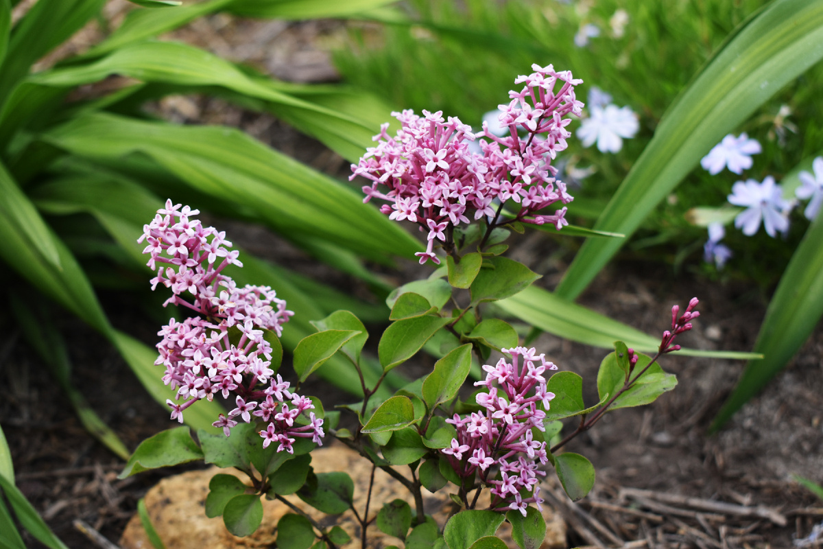 Еще один сорт сирени Мейера, с зефирно-розовыми цветками