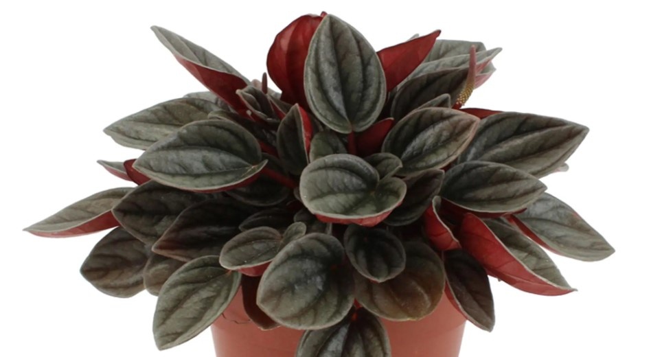 Peperomia caperata 'Santorini'